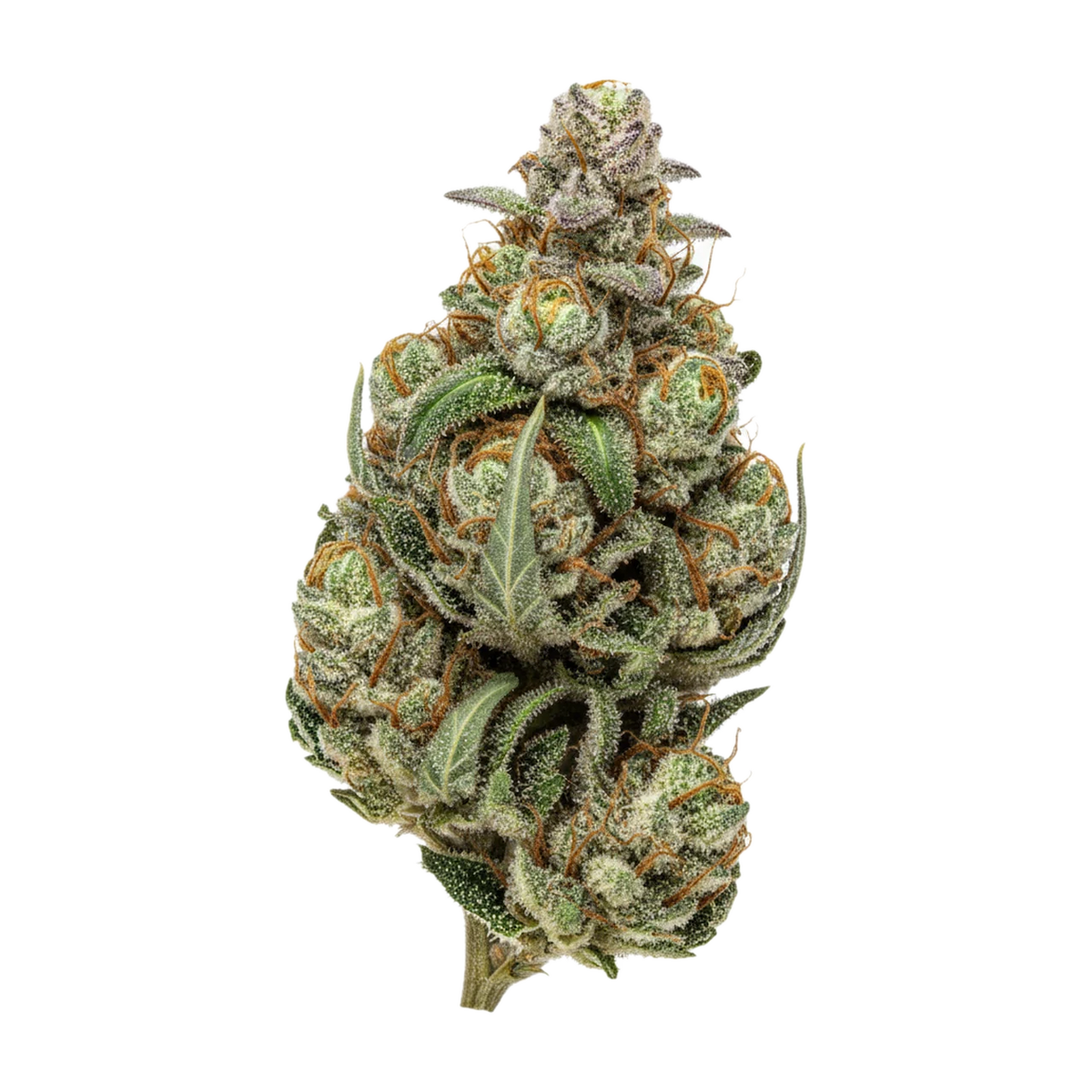 KI-generierte Illustration einer Cannabisblüte, zeigt nicht die tatsächliche Charge – Luana 28/1 Pine "Solpina Magic"