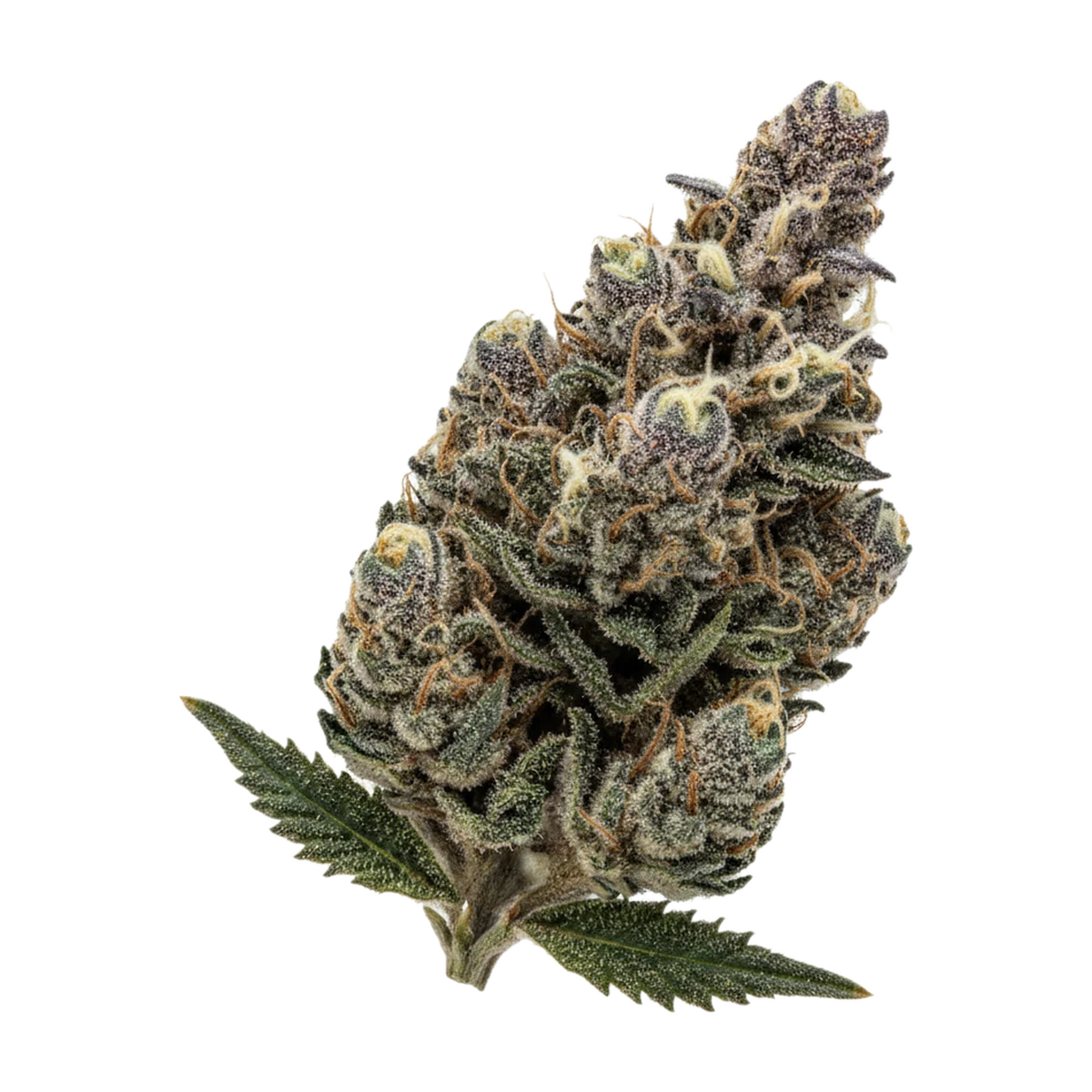 KI-generierte Illustration einer Cannabisblüte, zeigt nicht die tatsächliche Charge – Organic Sweetgrass 25/1 CB "Crunch Berries"