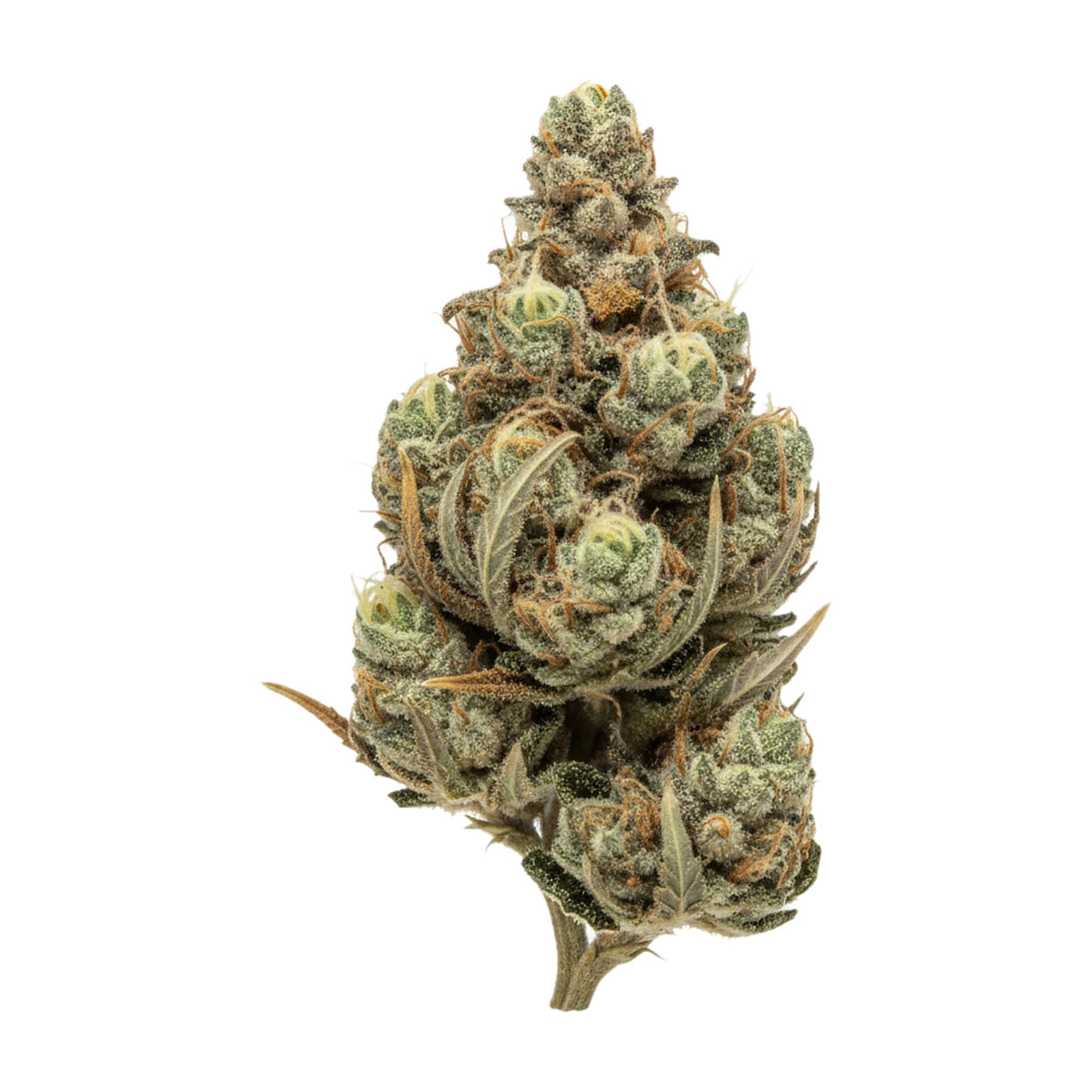 KI-generierte Illustration einer Cannabisblüte, zeigt nicht die tatsächliche Charge – Organic Sweetgrass MCC 27/1 "Mint Chocolate Chips"