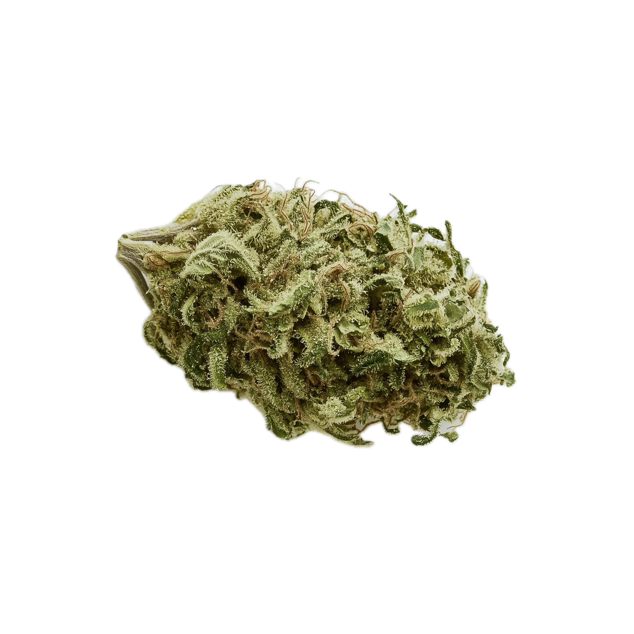 Cannamedical Sativa Forte NM 24/1 "Wedding Tree"