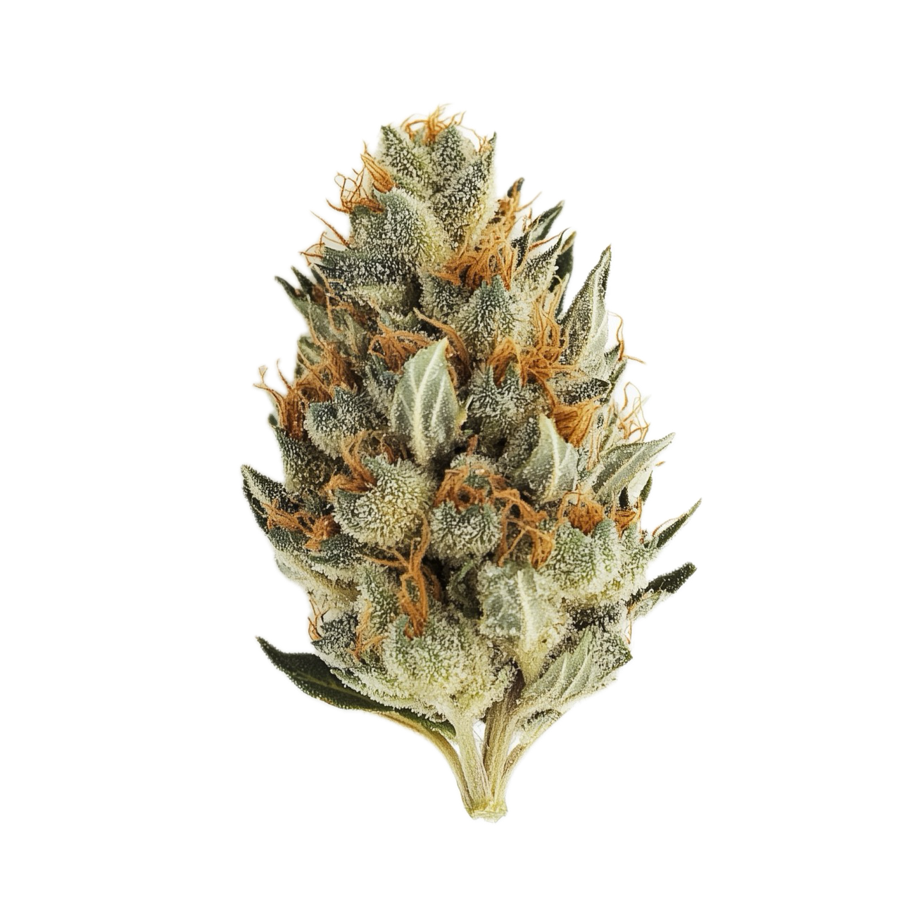 Cannamedical Indica Ultra AU 28/1 "El Jefe"
