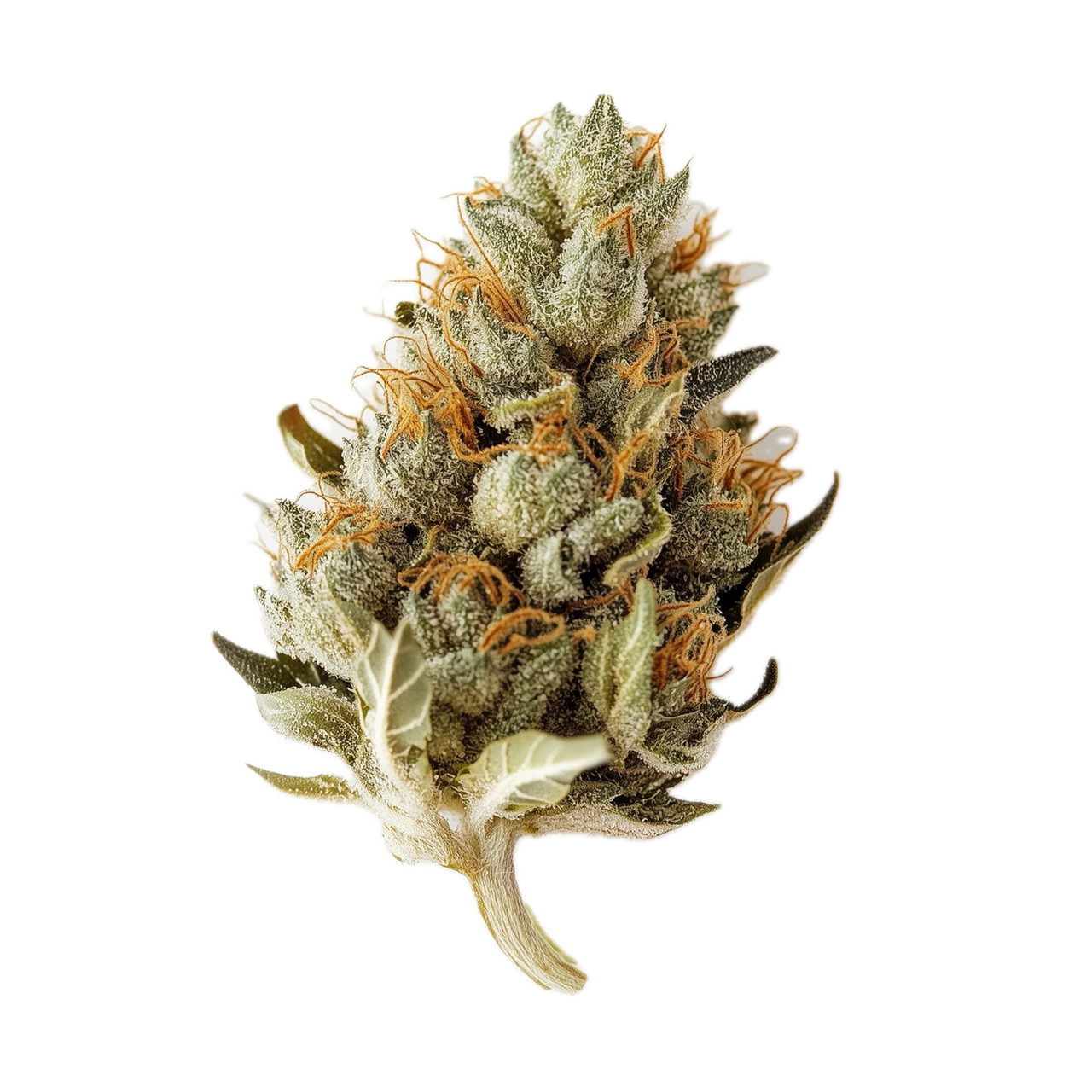 420 Compound 30/1 BBW "Bling Blaow"