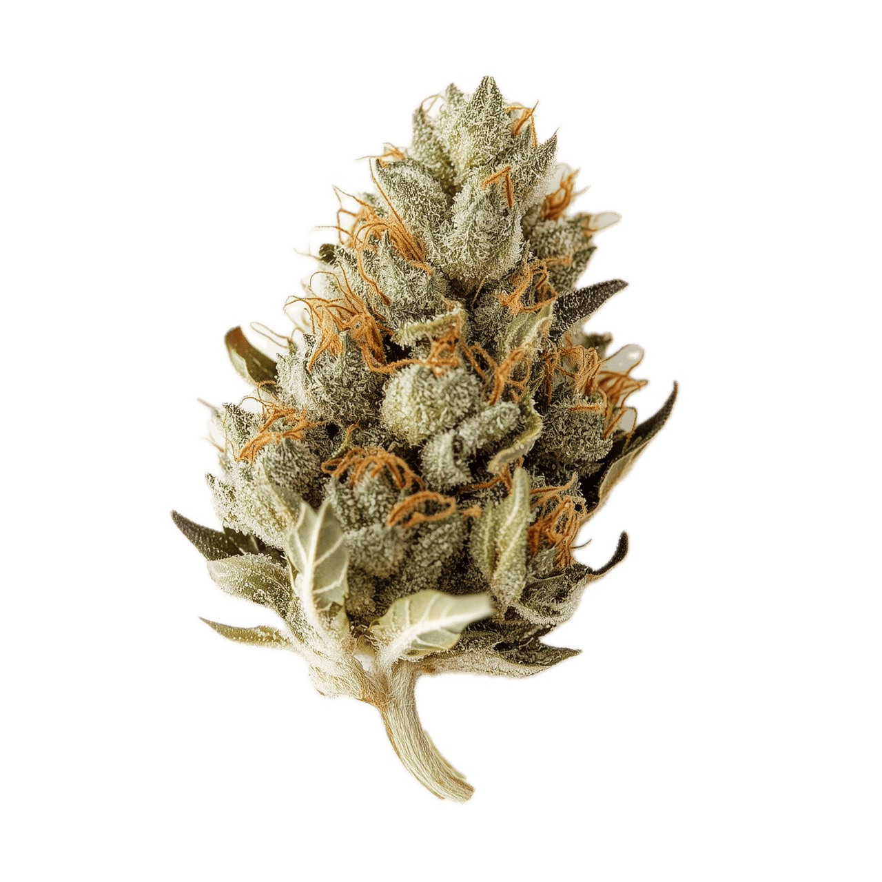 420 Compound 30/1 BBW "Bling Blaow"