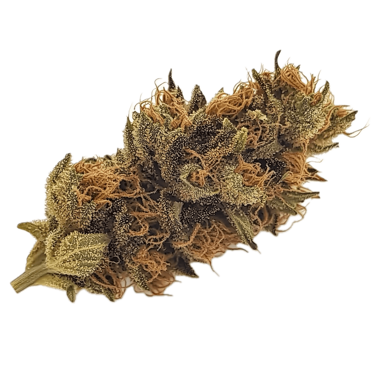 Cannamedical Sativa Forte NM 25/1 "Gelato Dream"