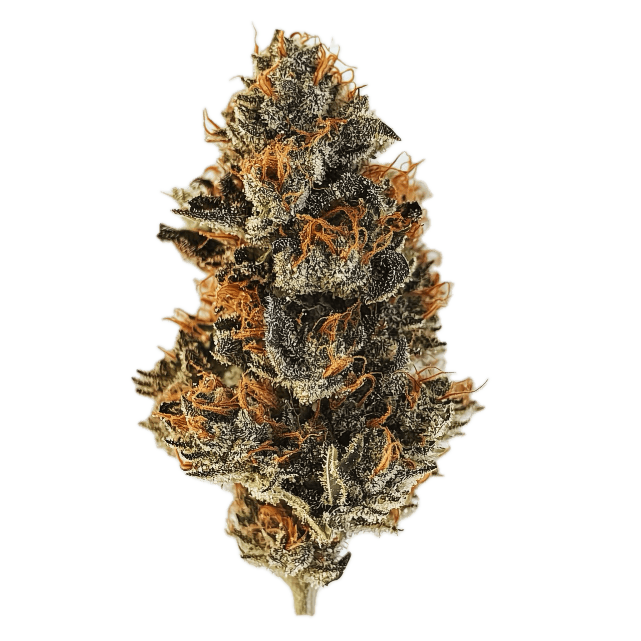 A+ Kineo Jungelzzz 24/1 "Wedding Cake"