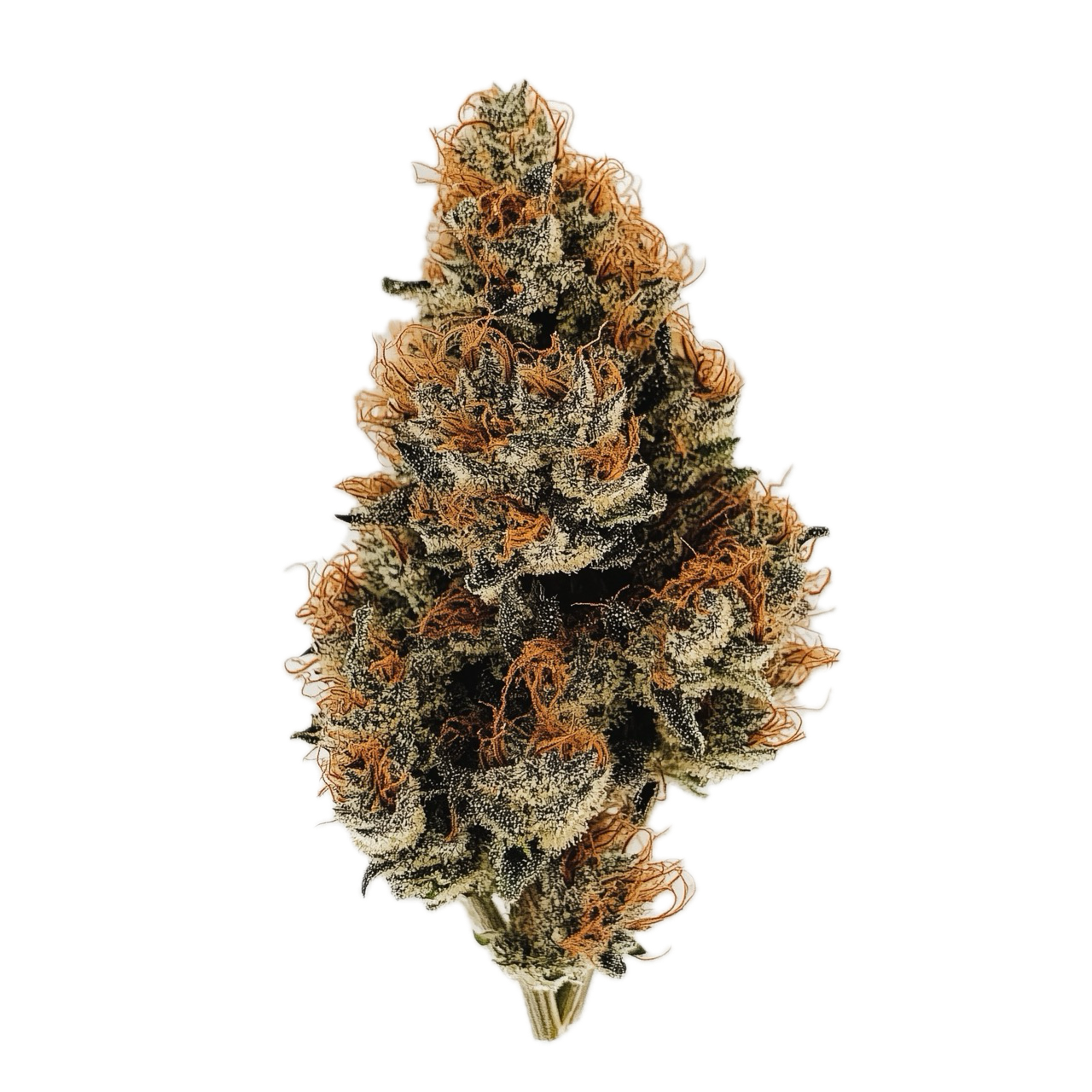 420 Evolution 27/1 MFG "Modified Grapes"