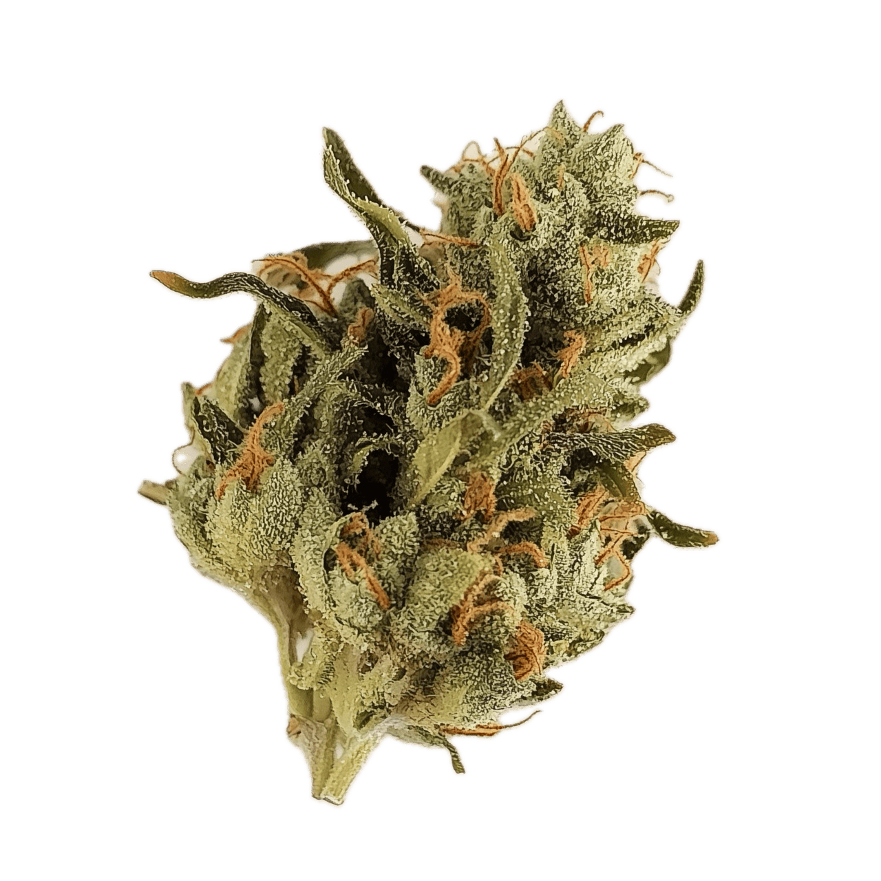 Sumo PAB 25/1 "Papaya Bomb"