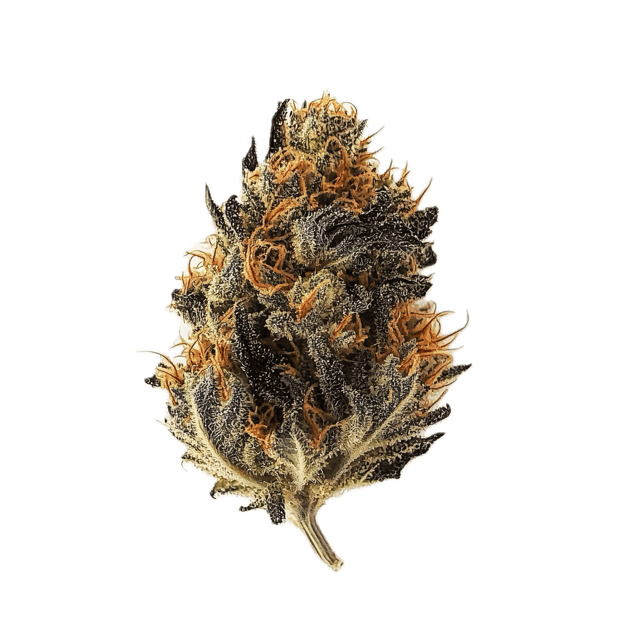Cannamedical Sativa Ultra NM 29/1 "Polar Cookies"