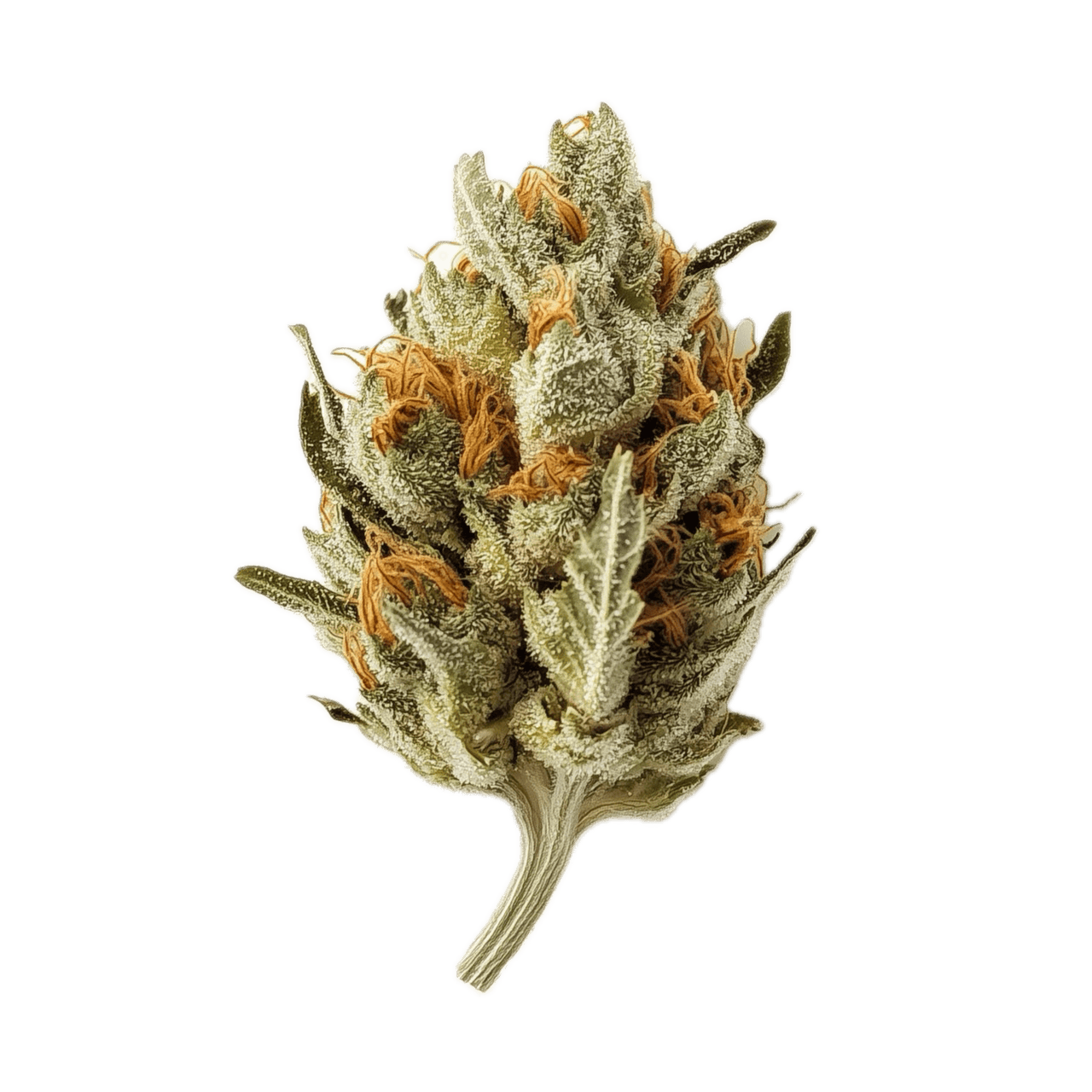 avaay Signature 23/1 BYY "Blueberry Yum Yum"