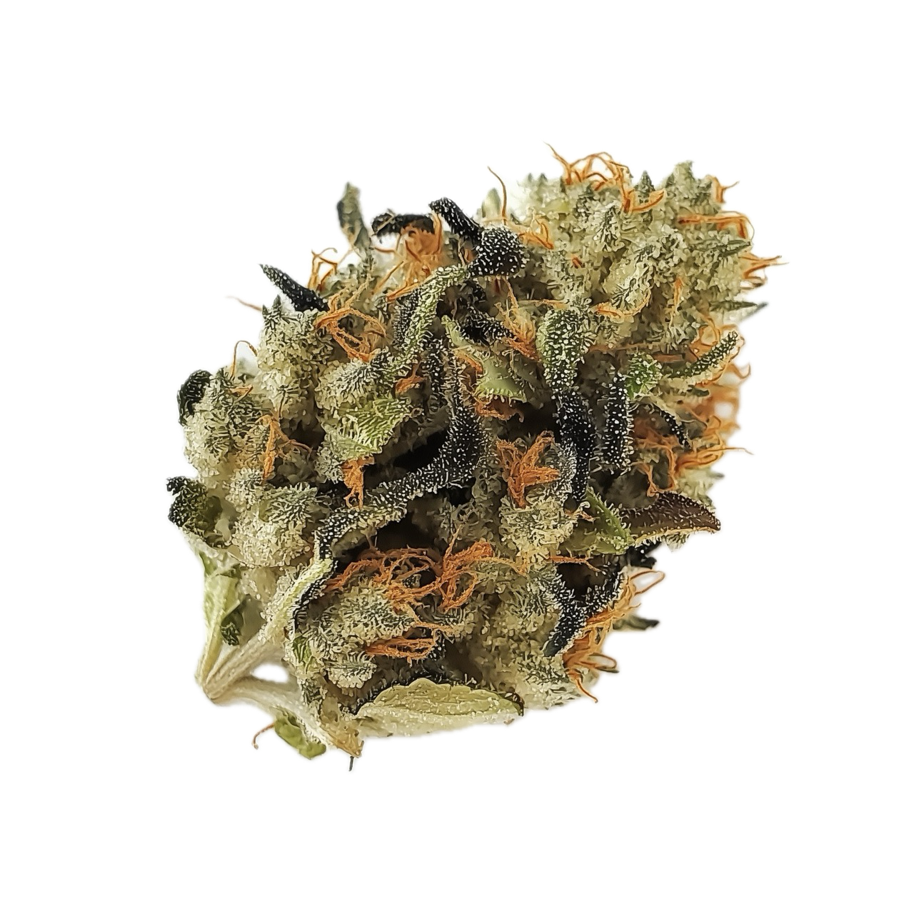 420 Evolution 22/1 PVB "Private Banana"