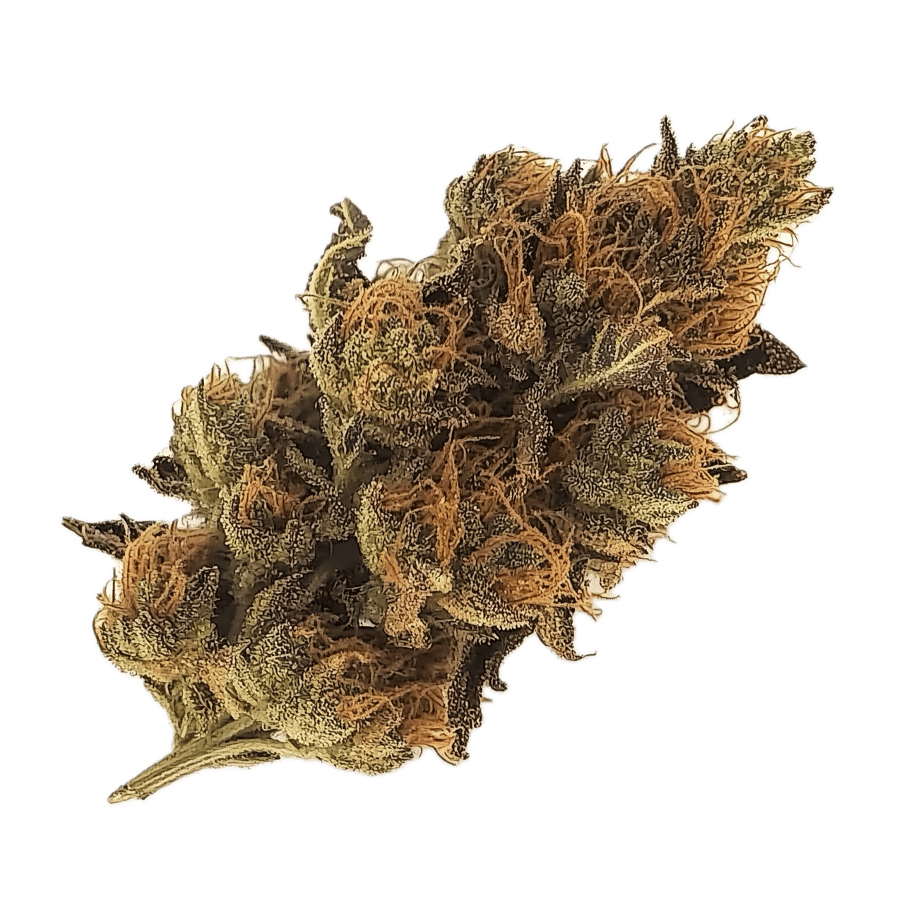420 Evolution 30/1 GMO "GMO Cookies"