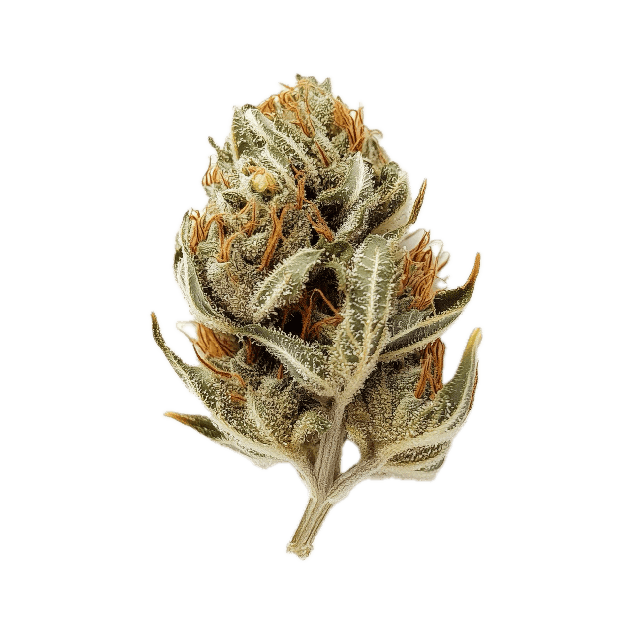 Huala 22/1 WTR "Waffle Truffle"