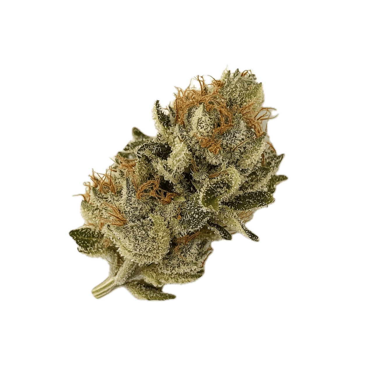 Cookies 22/1 "Hawaiian Rain"