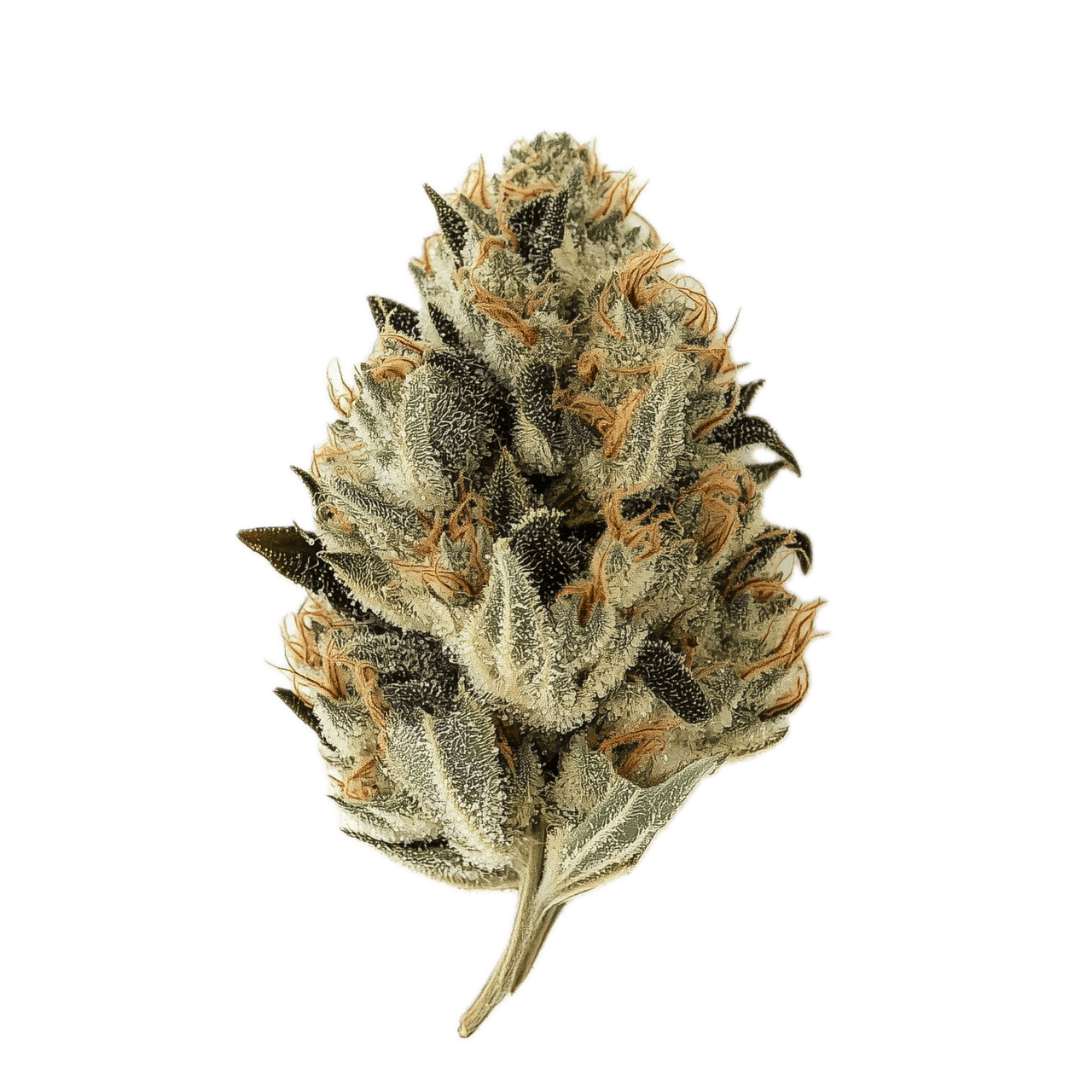 ZOIKS 22/1 PYB "Papaya Bomb"