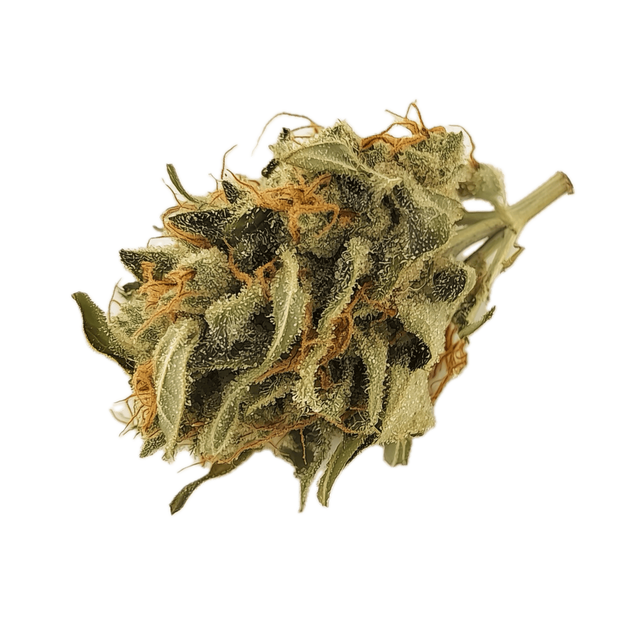 420 Evolution 33/1 PCH "Peach Chementine"