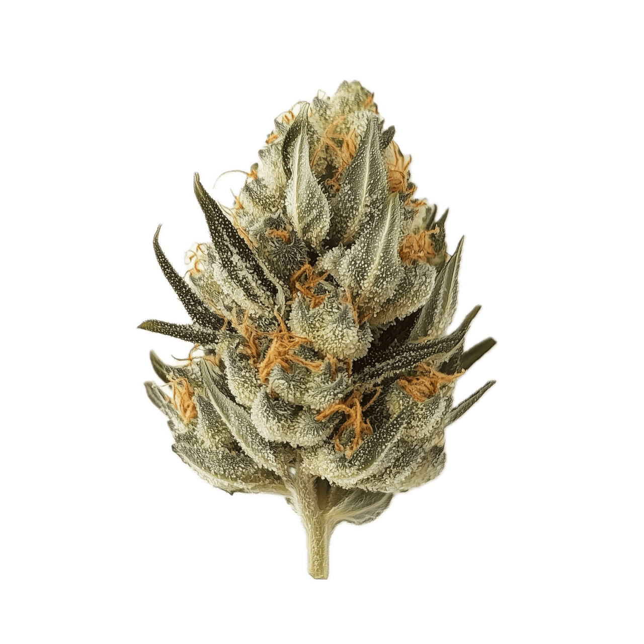 Cannamedical Hybrid Forte 24/1 "Citral Pop"