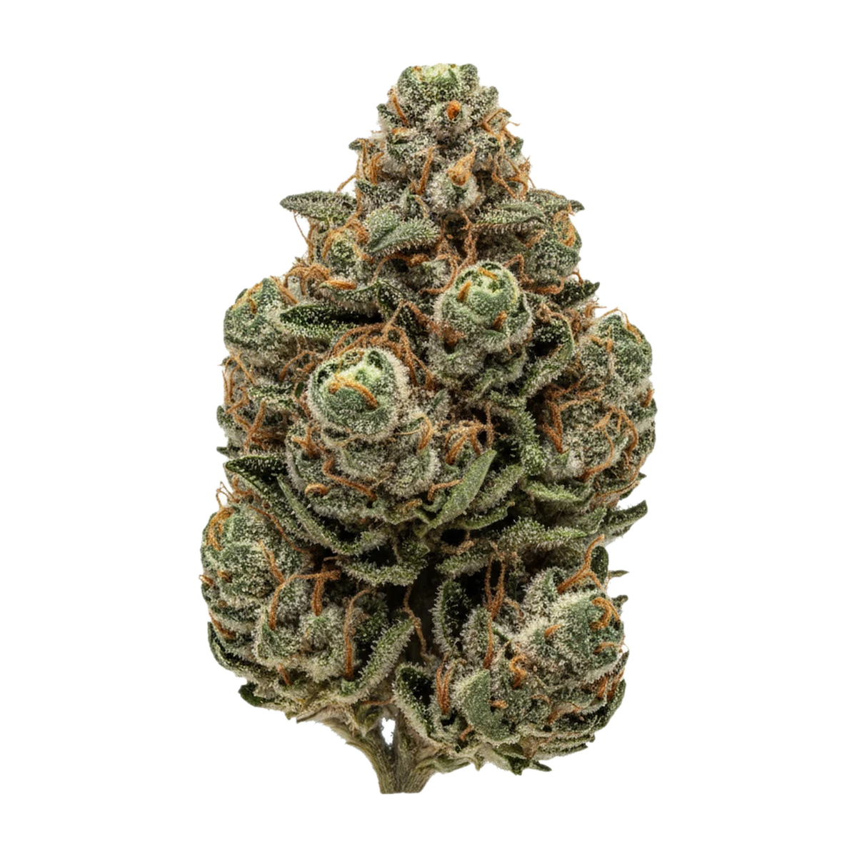 KI-generierte Illustration einer Cannabisblüte, zeigt nicht die tatsächliche Charge – San Raf 31/1 CFK "Campfire Kush"