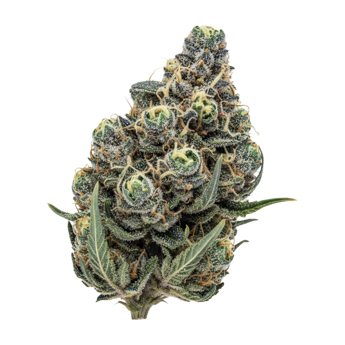KI-generierte Illustration einer Cannabisblüte, zeigt nicht die tatsächliche Charge – slouu 27/1 GLZ "Garlic Z"