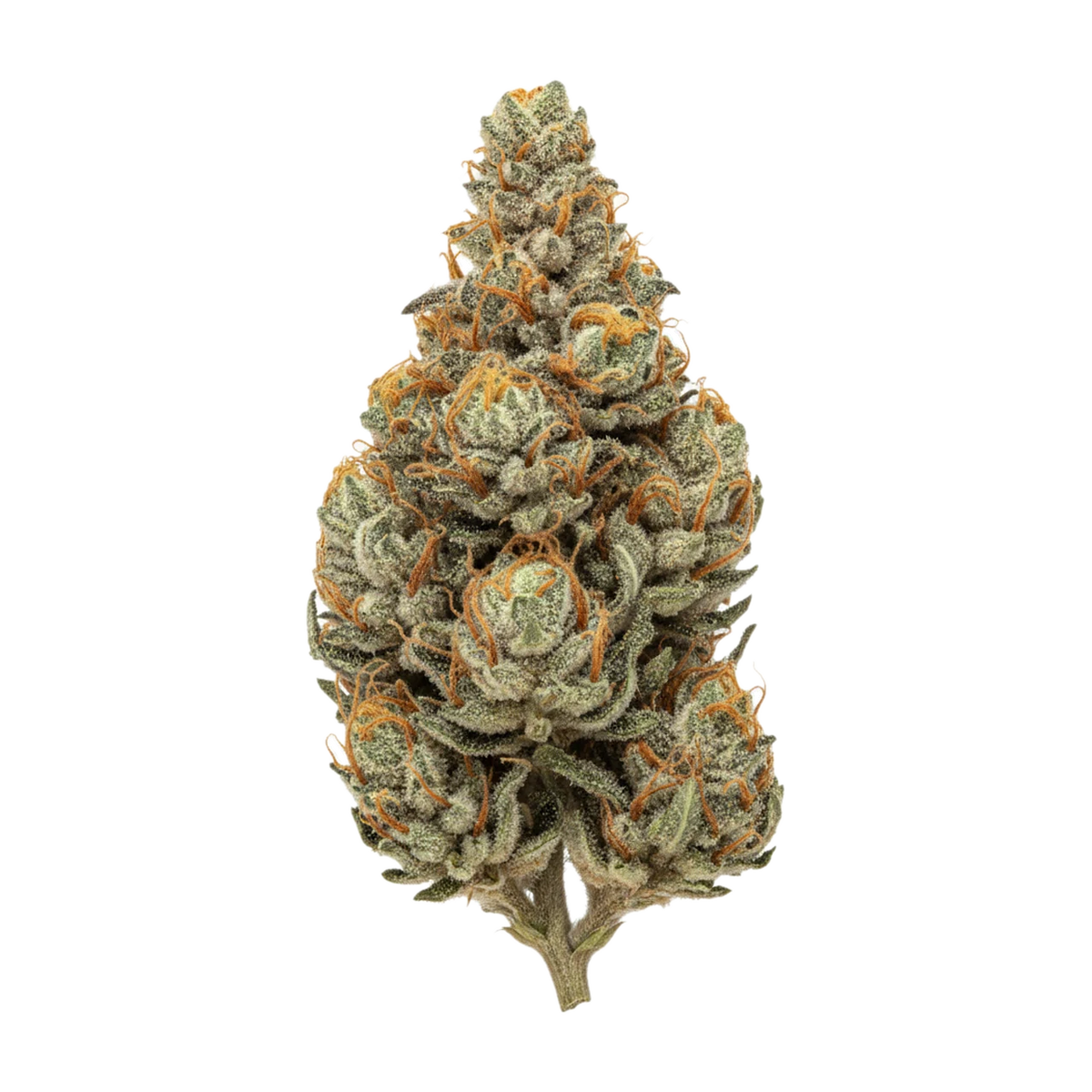 KI-generierte Illustration einer Cannabisblüte, zeigt nicht die tatsächliche Charge – Social Choice 24/1 SEN GTH "Ghost Train Haze"