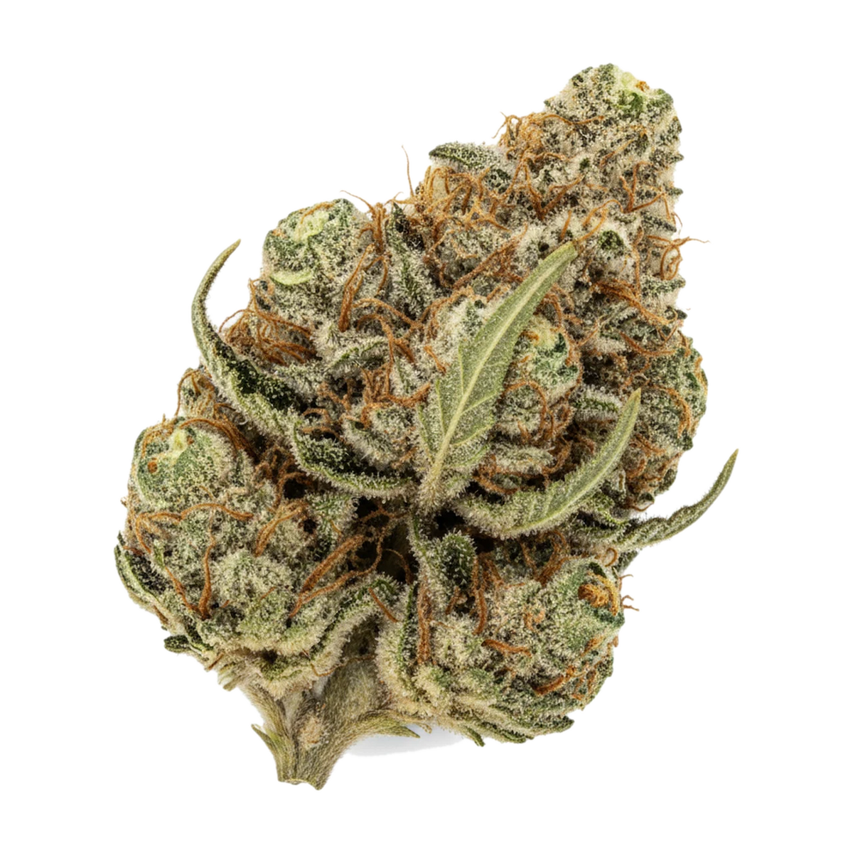 KI-generierte Illustration einer Cannabisblüte, zeigt nicht die tatsächliche Charge – Hi Society 28/1 CK "Creamy Kush"