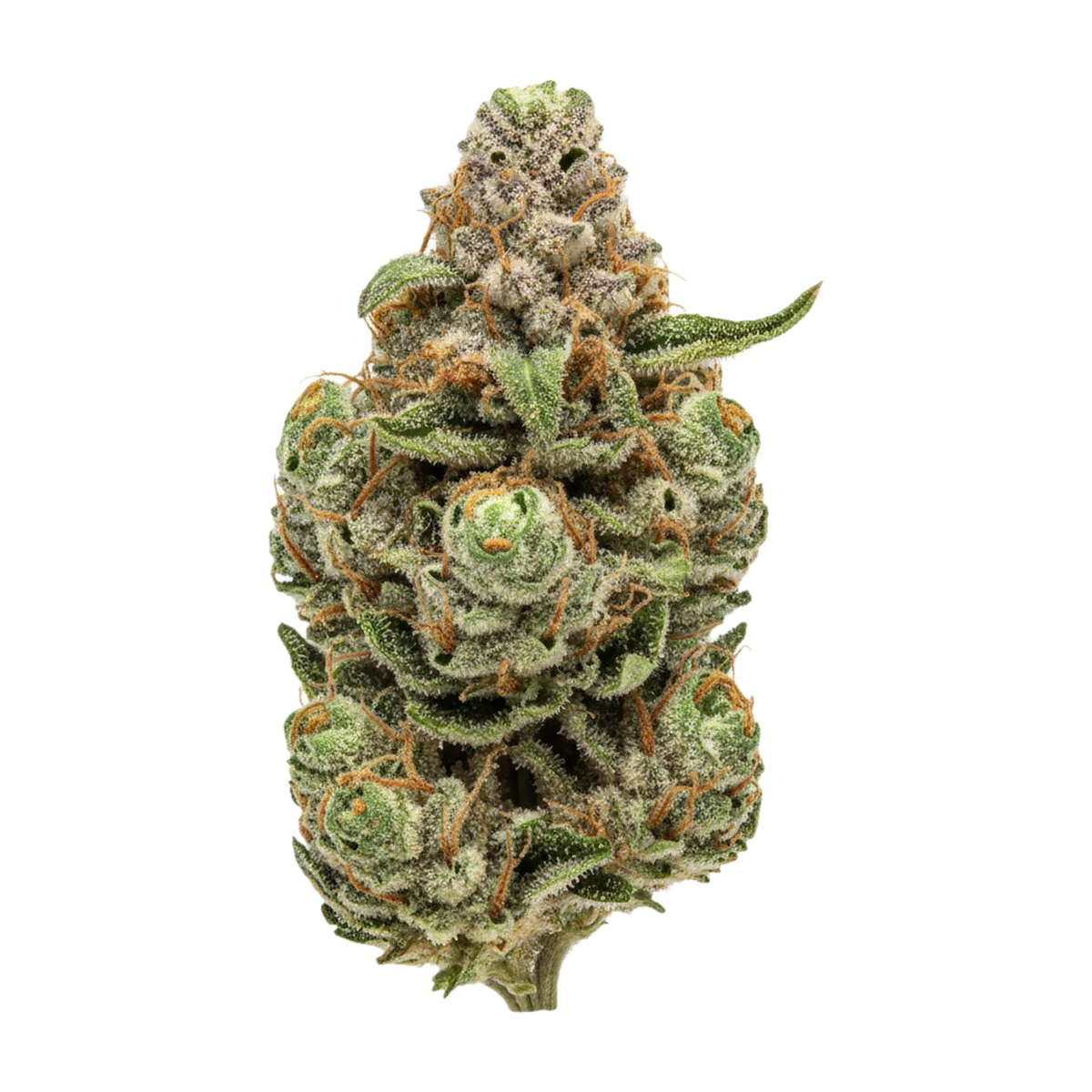 KI-generierte Illustration einer Cannabisblüte, zeigt nicht die tatsächliche Charge – Vasco 27/1 PR "Pavé Runtz"