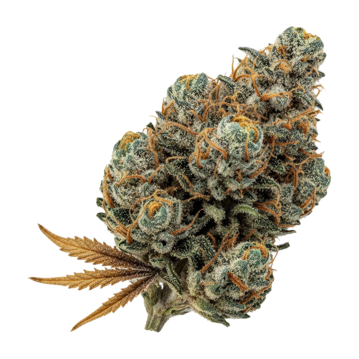 KI-generierte Illustration einer Cannabisblüte, zeigt nicht die tatsächliche Charge – ZOIKS 26/1 GCK "Gorilla Glue 4 x Critical Kush"