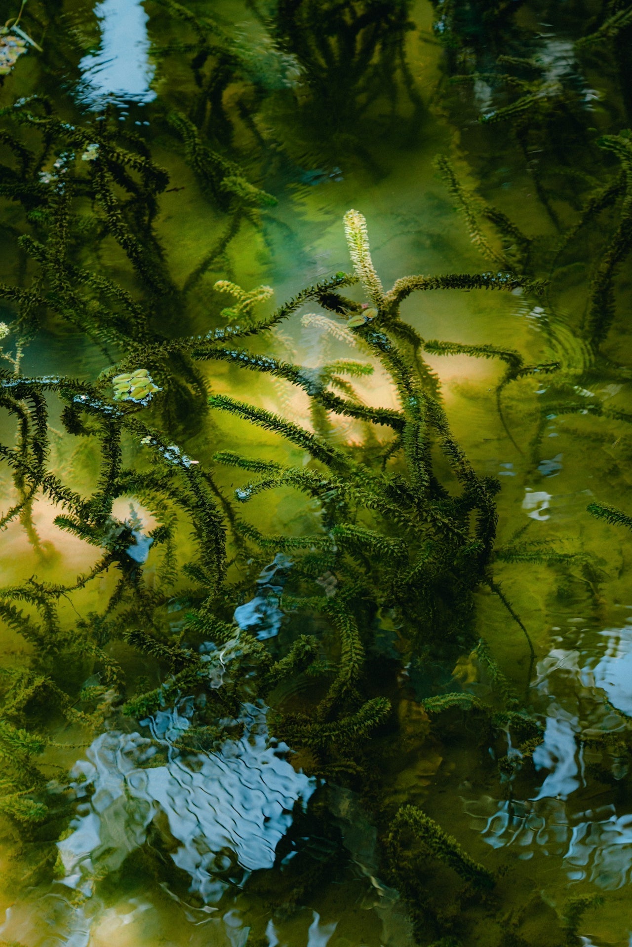 Endocannabinoid-System: Alles über das verborgene Netzwerk
