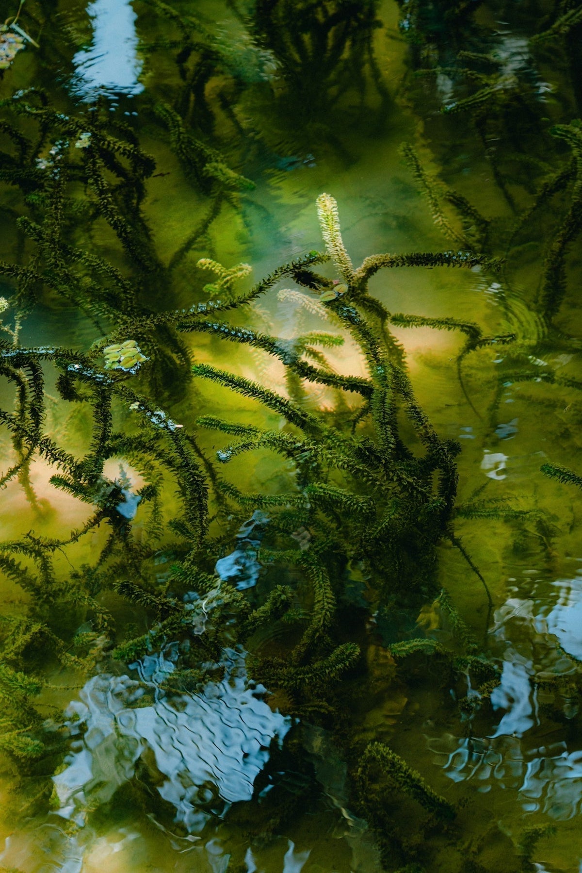Endocannabinoid-System: Alles über das verborgene Netzwerk
