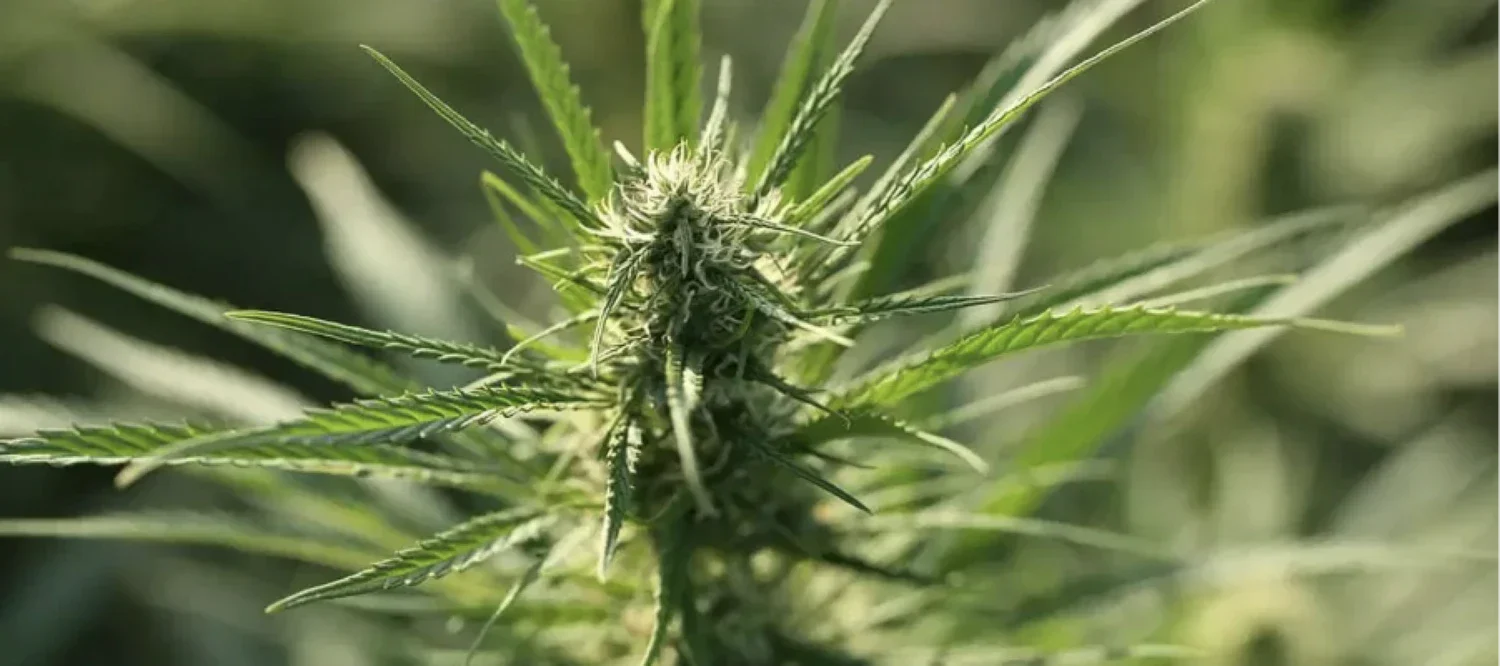 Cannabis Ruderalis Pflanze