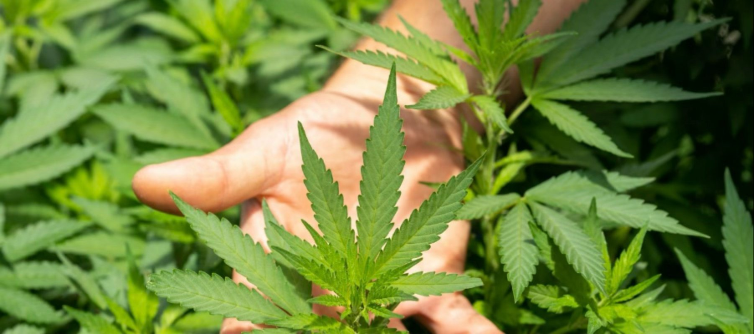 Bubatz: Ratgeber zur Cannabispflanze