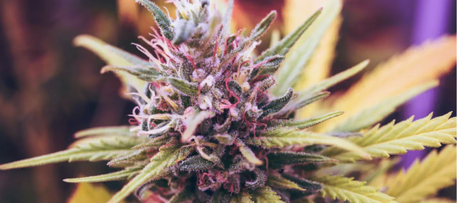 Diesel Cannabisblüte