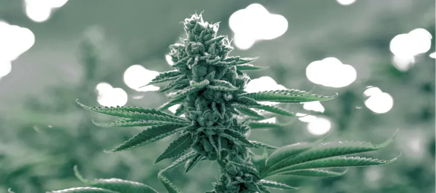 Grüne Cannabisblüte