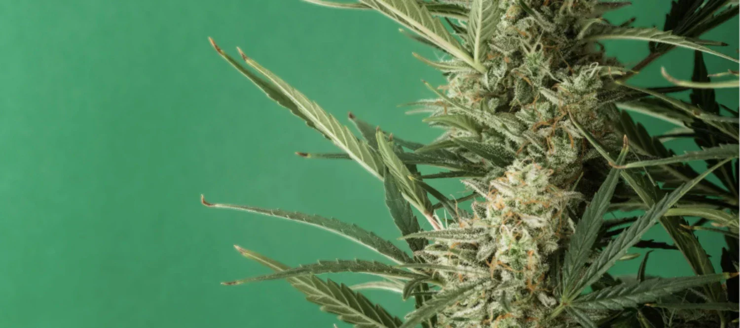 Cannabispflanze vor grünem Hintergrund