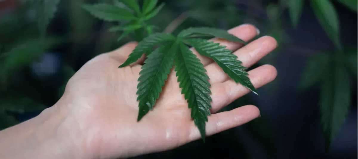 Cannabisblätter handverlesen