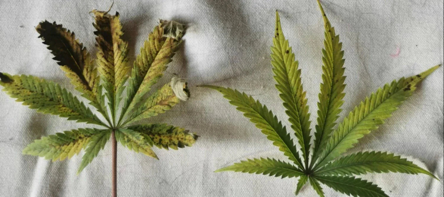 Cannabisblatt mit Kaliummangel