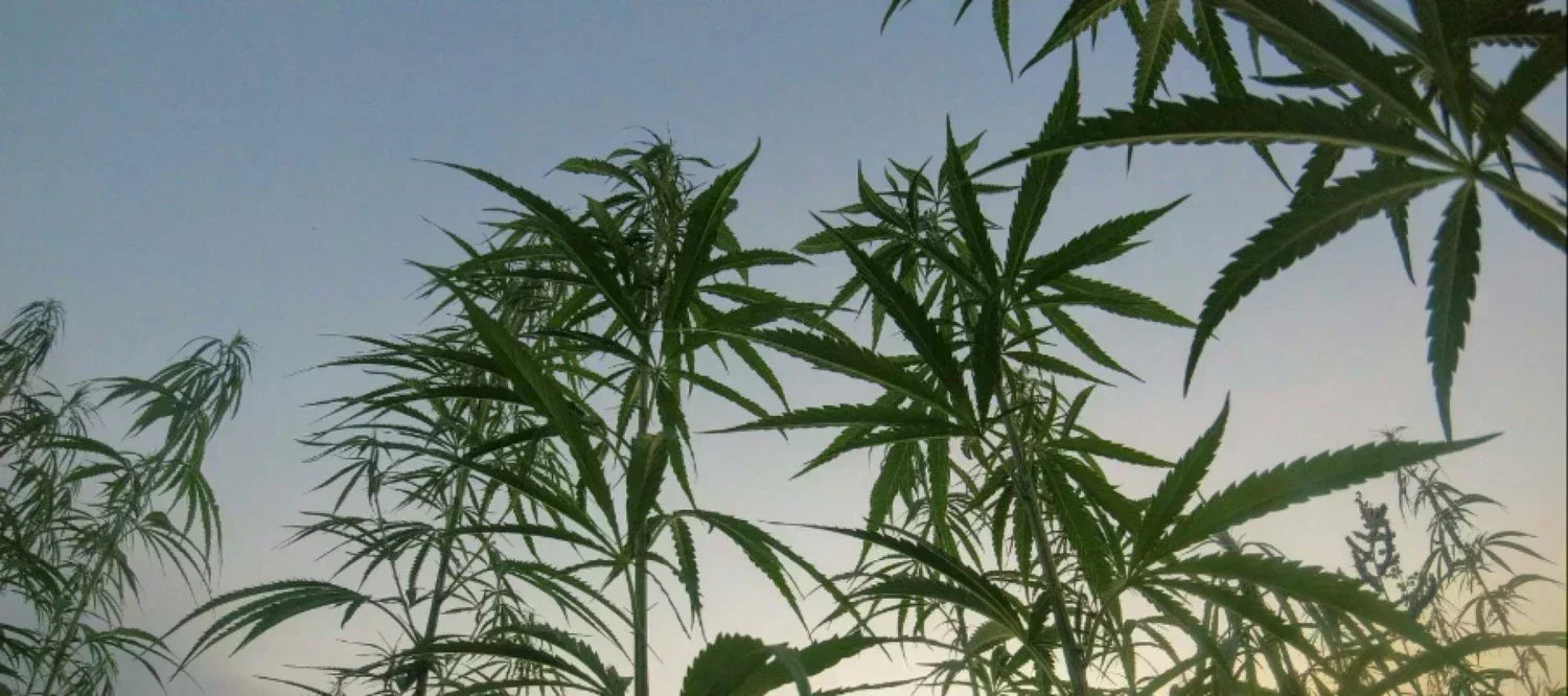 Cannabispflanzen in der Sonne