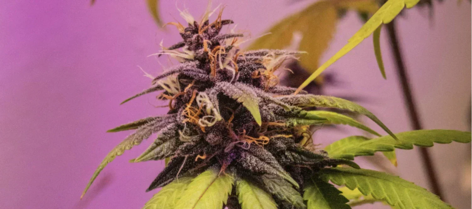 Purple Haze Cannabis