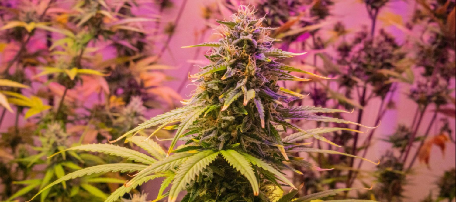nahaufnahme einer cannabispflanze im rosa licht
