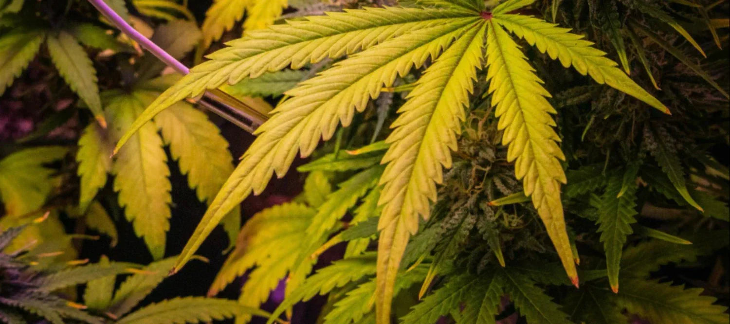 Lechtendes Cannabisblatt