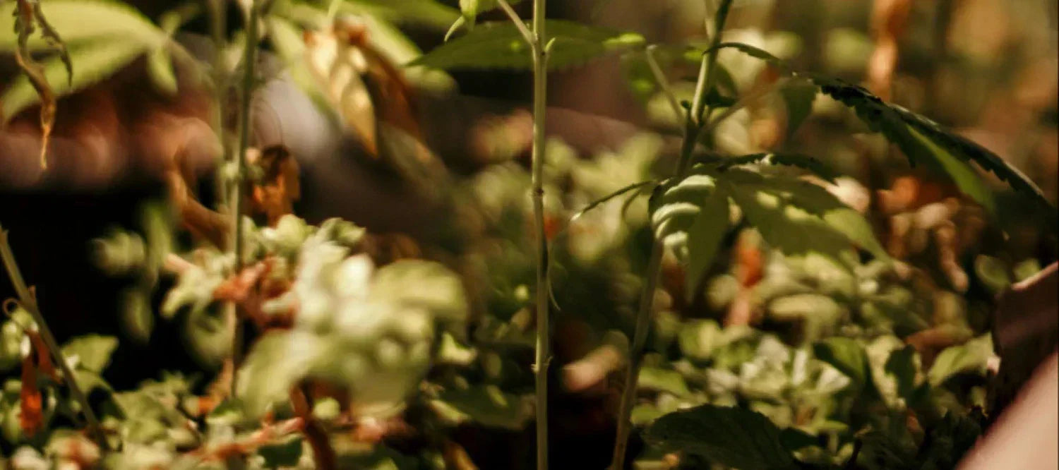Cannabispflanze im Sonnenlicht