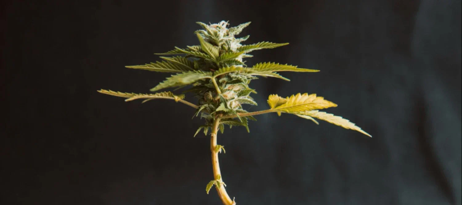 Cannabispflanze mit schwarzem Hintergrund