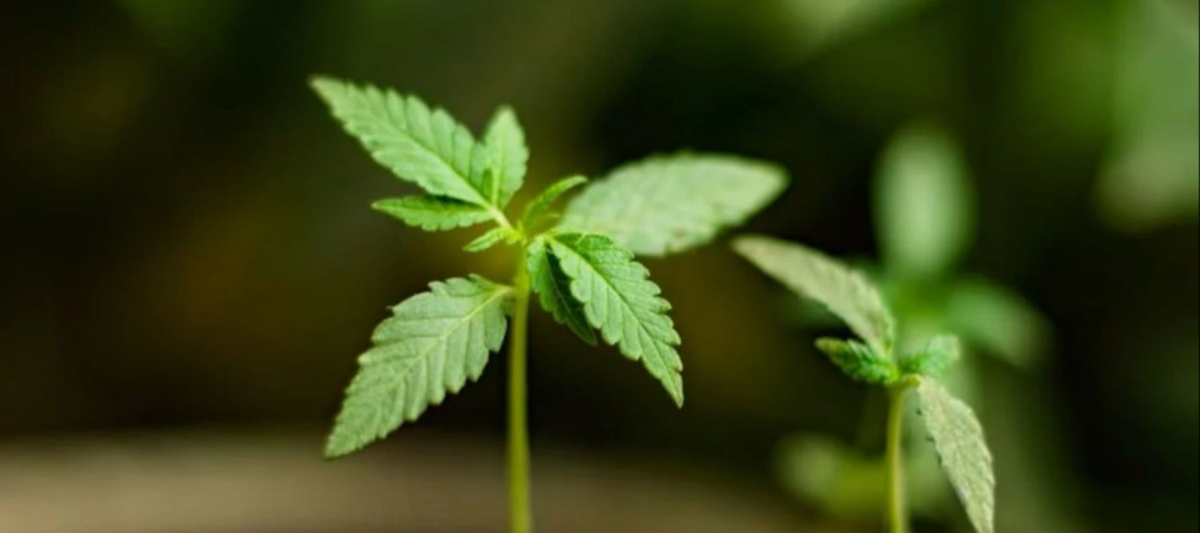 Cannabis Pflanze