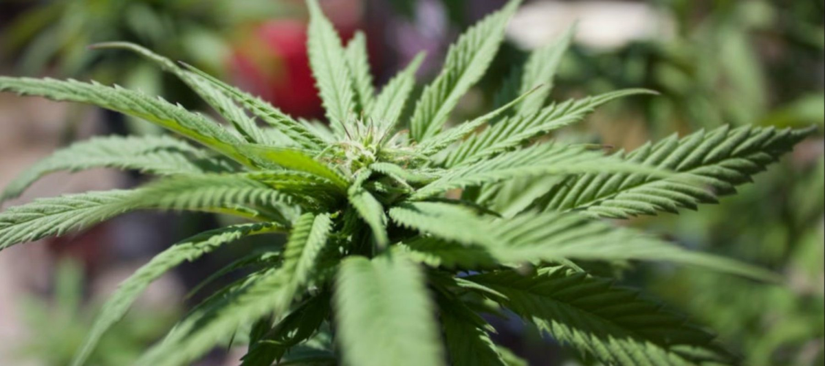 Cannabispflanze