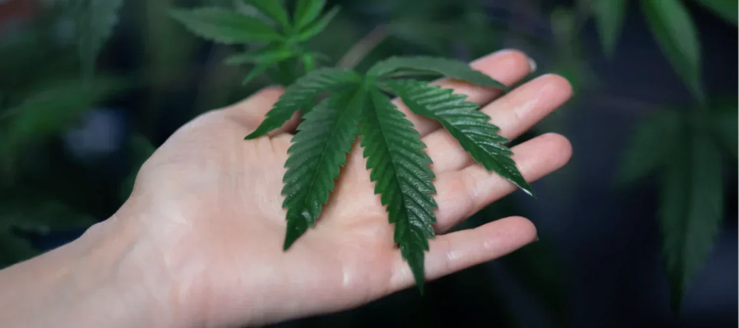 Cannabisblätter handverlesen