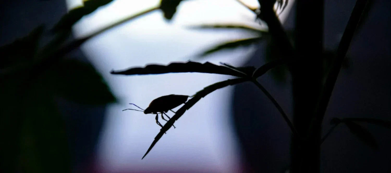 Käfer auf einem Blatt