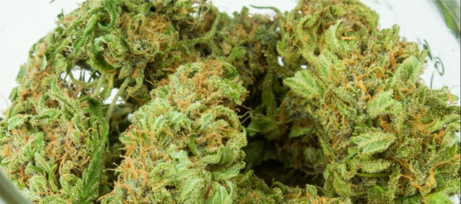 Cannabisblüten