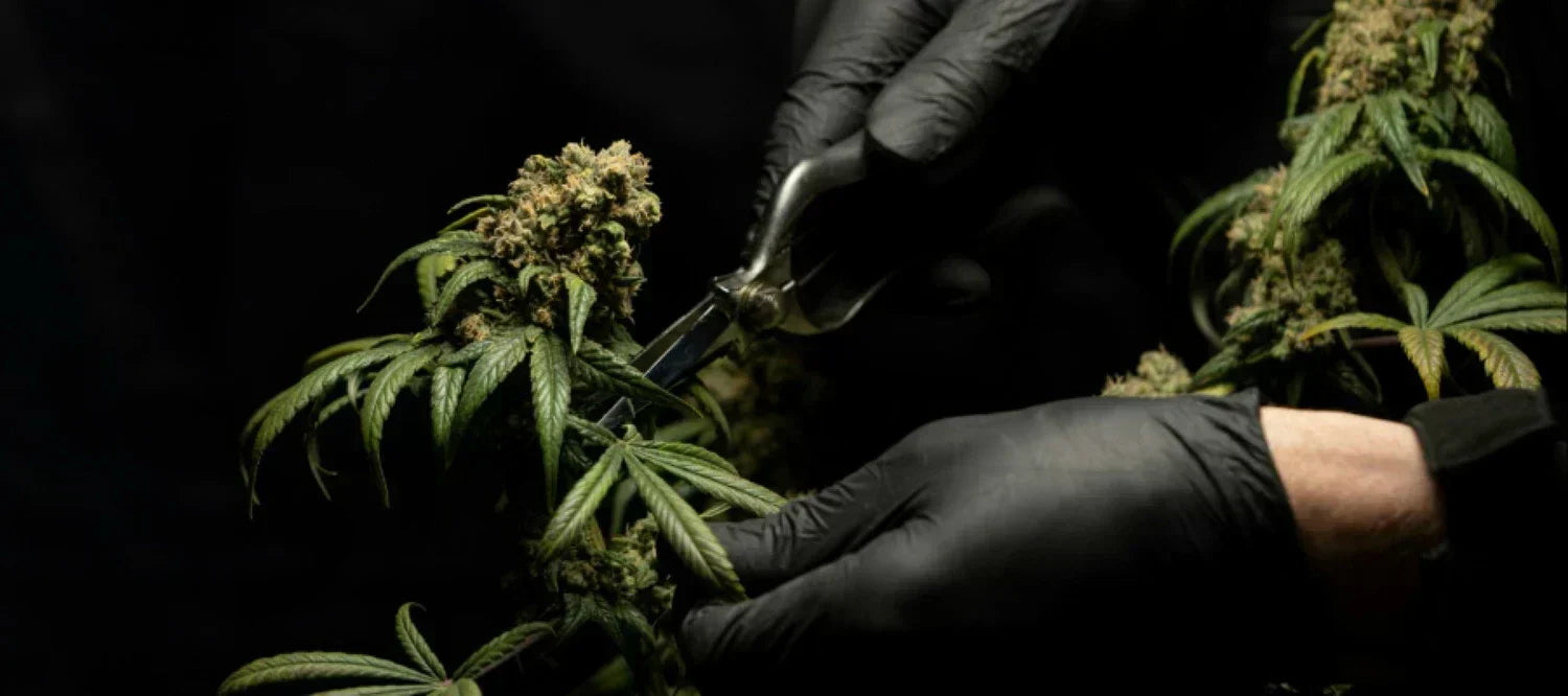 Cannabispflanze beschneiden