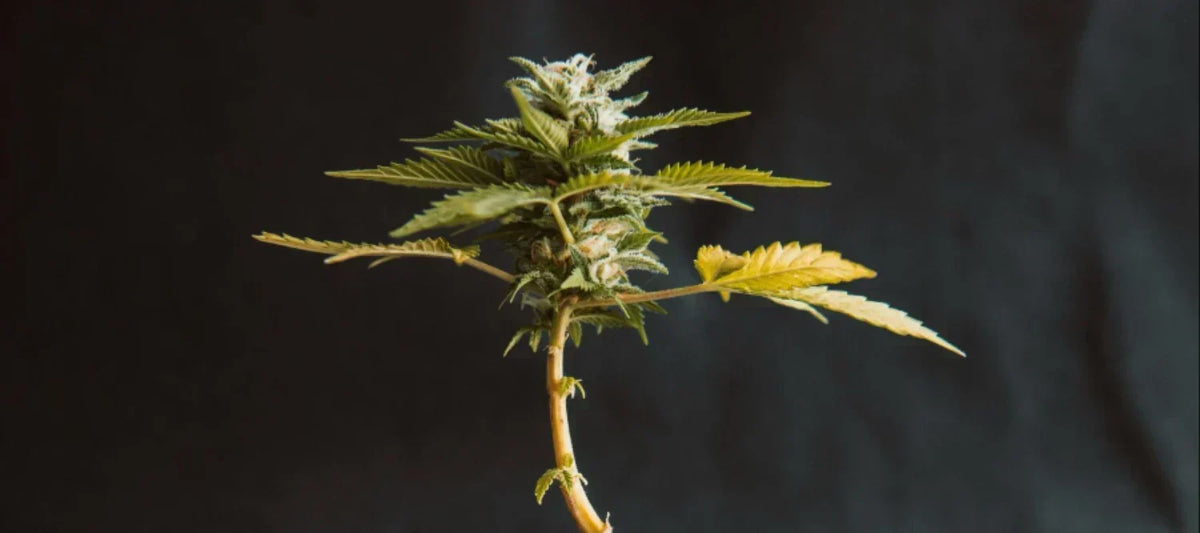 Cannabispflanze mit schwarzem Hintergrund