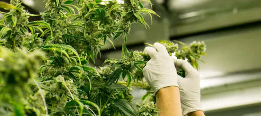 Indica vs. Sativa: Der Unterschied einfach erklärt