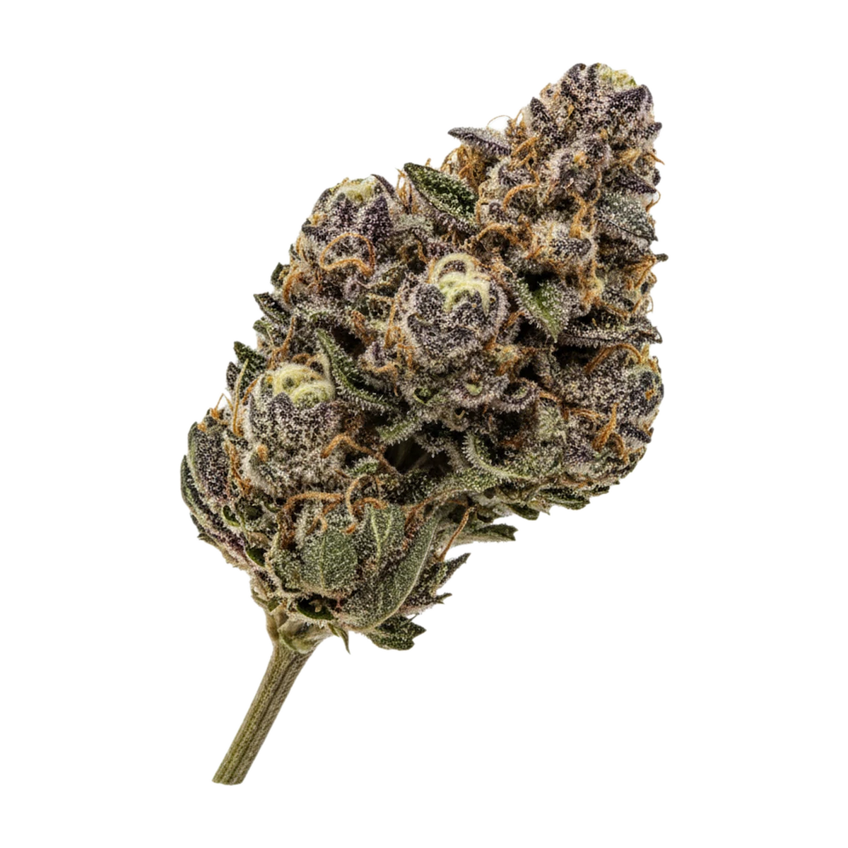 KI-generierte Illustration einer Cannabisblüte, zeigt nicht die tatsächliche Charge – 420 Evolution MFG "Modified Grapes"